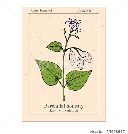 Perennial honesty Lunaria rediviva , medicinal plant 55668657