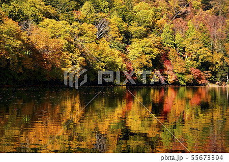 秋の奥日光・湯ノ湖畔の倒影する紅葉の森 55673394