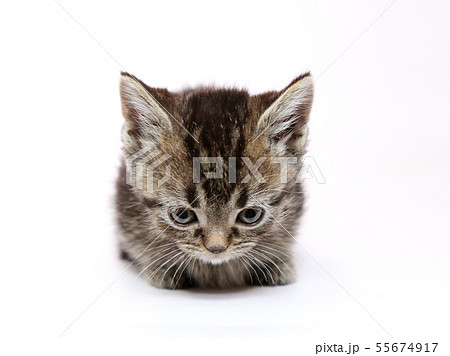 子猫 子猫 55674917