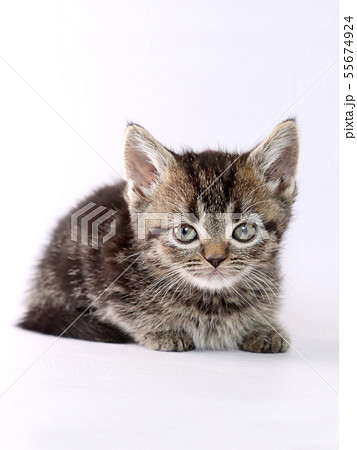 子猫 子猫 55674924