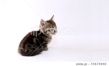 子猫 55674940