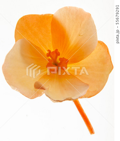 begonia flower on the white background 55679291