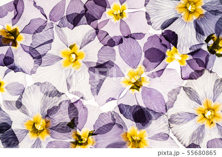 dry primrose flowers dry primrose flowers 55680865