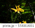 仙丈ケ岳に咲く黄色い花 55681601