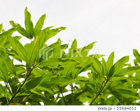 green fresh young new mango leaves on the tree 55684052
