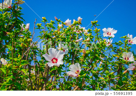 Hibiscus Moscheutos, beauty flowers in botanical garden. Photo of summer flowers. 55691395