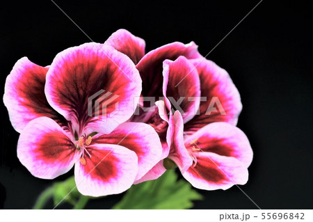 ベラルゴニウム ベラルゴニウム 55696842