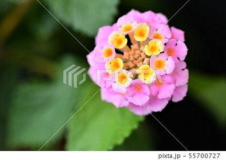 ランタナ ランタナ 55700727