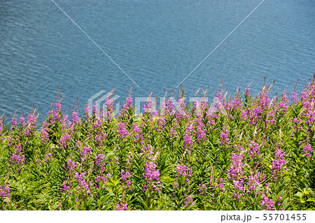 野反湖のヤナギラン 55701455