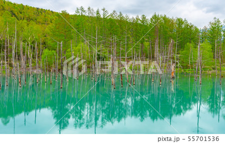 青い池 美瑛 夏 北海道 青い池 美瑛 夏 北海道 55701536