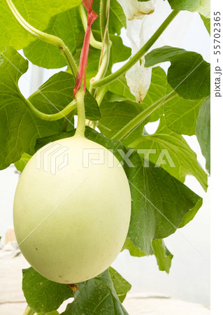 Fresh organic melon growing in a greenhouse farm 55702365