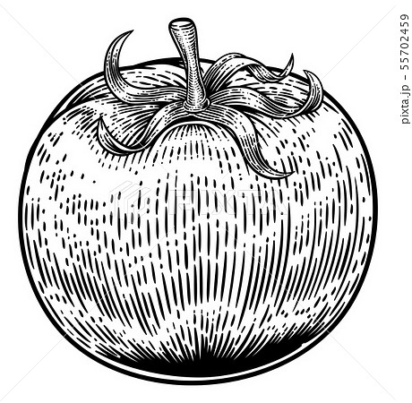 Tomato Vintage Woodcut Illustration 55702459