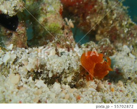 オレンジ色のカエルアンコウ幼魚 frogfish 蛙鮟鱇 オレンジ色のカエルアンコウ幼魚 frogfish 蛙鮟鱇 55702872