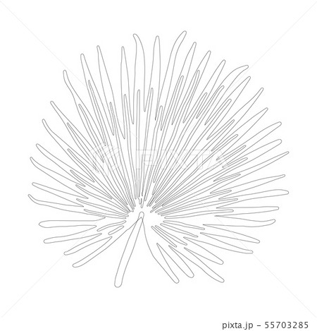 Palm tree leaf black outline on white background Palm tree leaf black outline on white background 55703285