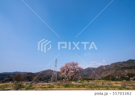 わに塚の桜 わに塚の桜 55703362