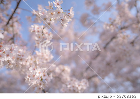わに塚の桜 わに塚の桜 55703365