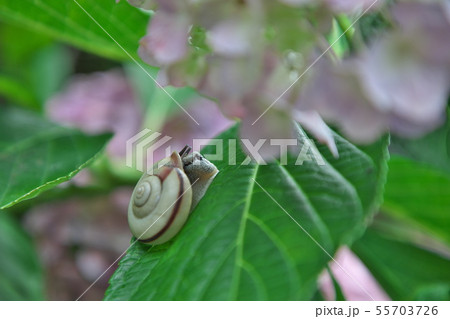 カタツムリ 55703726