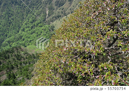【日本百名山】石鎚山　崖の上のイシヅチザクラと斜面　愛媛県西条市 55703754