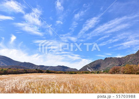 くじゅう長者原　タデ原湿原秋風景　左端は星生山1762ｍ　右に牧ノ戸温泉の湯けむり 55703988