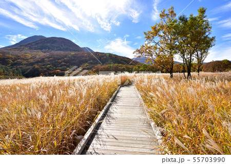 くじゅう長者原からの三俣山1745ｍ　タデ原湿原秋風景　タデ原湿原自然研究路　秋色のくじゅう連山 55703990