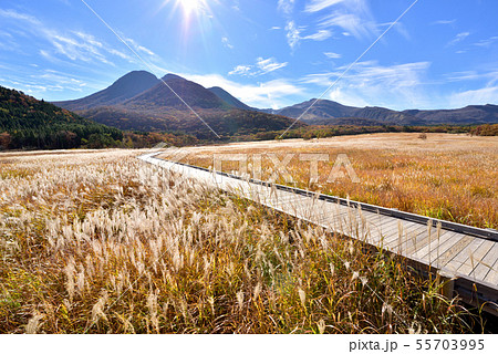 くじゅう長者原からの三俣山1745ｍ　タデ原湿原秋風景　タデ原湿原自然研究路　秋色のくじゅう連山 55703995