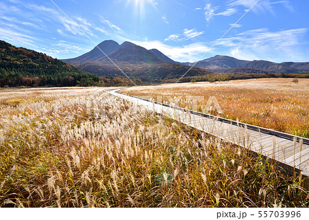くじゅう長者原からの三俣山1745ｍ　タデ原湿原秋風景　タデ原湿原自然研究路　秋色のくじゅう連山 55703996