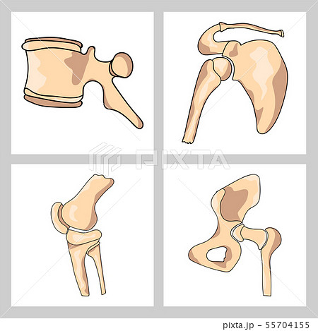 Hand drawn realistic human bones. Vector illustration 55704155