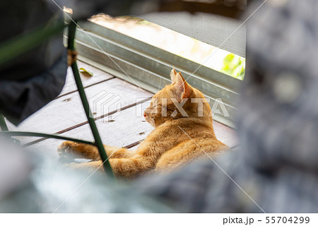 背景 バックグラウンド バックグランド 55704299