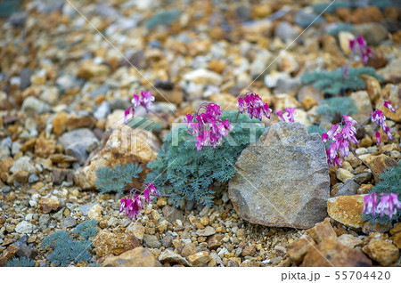 コマクサ 55704420