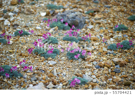 コマクサ 55704421