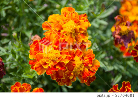 フレンチマリーゴールド 55704681