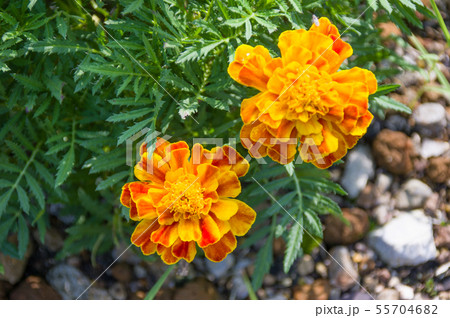 フレンチマリーゴールド フレンチマリーゴールド 55704682