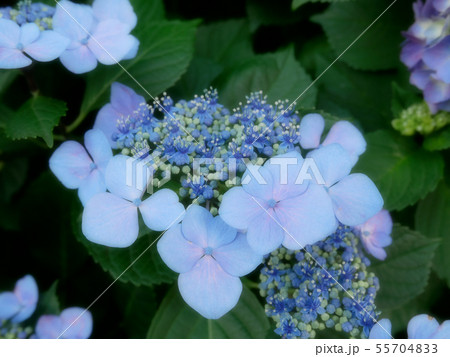 水色の額紫陽花１ 55704833