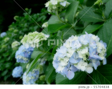 水色と白の紫陽花 55704838
