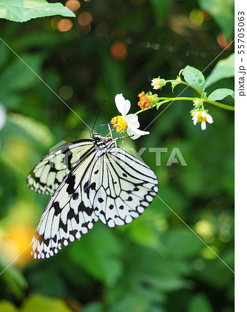 伊良部島のオオゴマダラ1 55705063