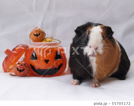 モルモットとハロウィーン モルモットとハロウィーン 55705172