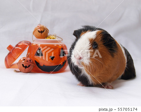 モルモットとハロウィーン 55705174