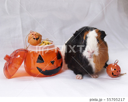 モルモットとハロウィーン 55705217