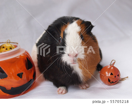 モルモットとハロウィーン 55705218