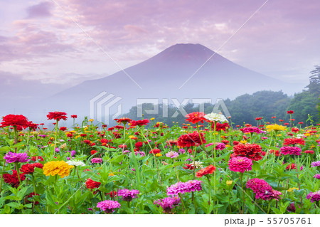 富士山と百日草 山中湖村 富士山と百日草 山中湖村 55705761