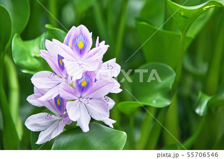 薄水色のホテイアオイの花 薄水色のホテイアオイの花 55706546