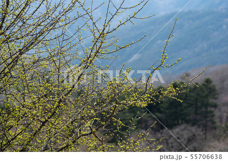 栃木県鹿沼市　前日光牧場　横根高原　（5月）　新緑 55706638