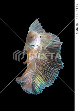 Close up art movement of Siamese fighting fish 55707135