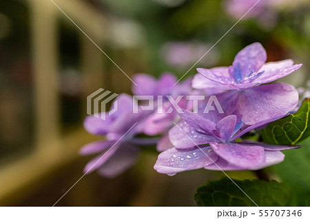 紫陽花の待つ駅 紫陽花の待つ駅 55707346