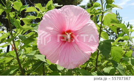 アメリカフヨウ 55707367