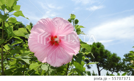 アメリカフヨウ アメリカフヨウ 55707371