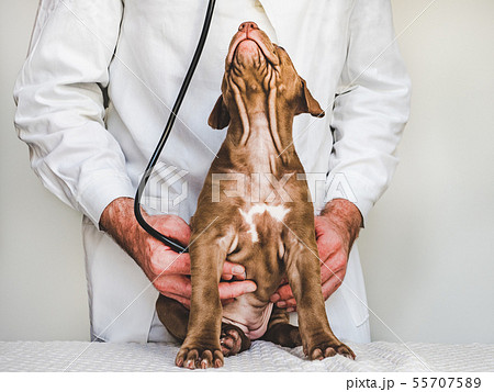 Young, charming puppy and vet doctor. Close-up Young, charming puppy and vet doctor. Close-up 55707589