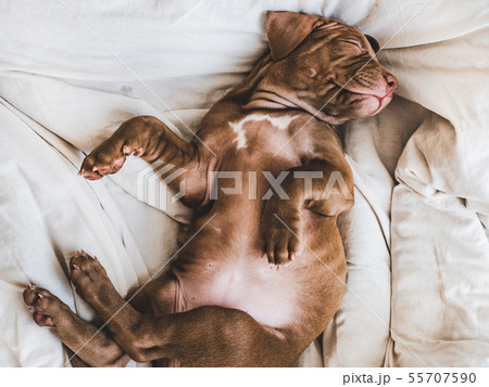 Charming puppy, lying on a white rug Charming puppy, lying on a white rug 55707590