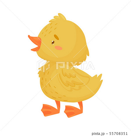 Cute yellow duckling is standing. Vector illustration on a white background. 55708351