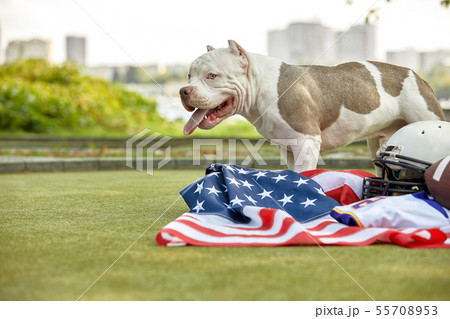 American football concept. A dog with a uniform of an American football player posing for the camera 55708953